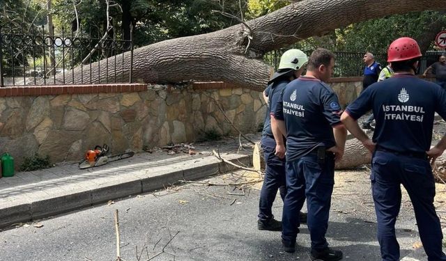 İstanbul Sarıyer’de çürüyen ağaç yola devrildi