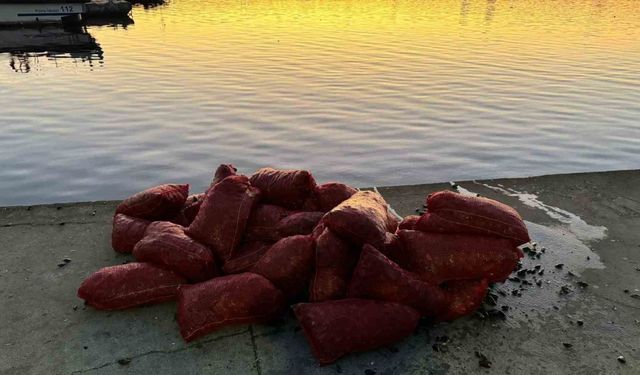 İstanbul Üsküdar’da 1 ton kaçak midye ele geçirildi