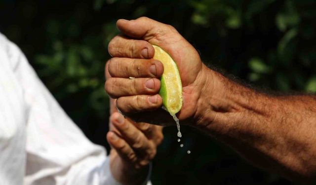 İstanbul’da geçen ay en çok pahalanan ürün limon oldu