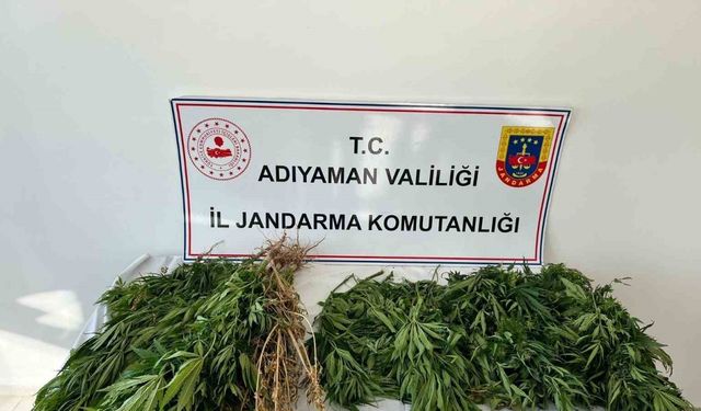 Jandarma ekipleri 102 kök kenevir bitkisi ele geçirdi