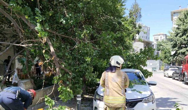 Kadıköy’de güneşten çürüyen ağaç otomobilin üzerine devrildi