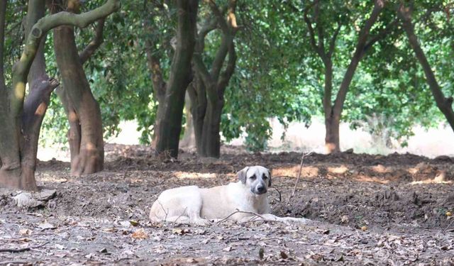 Köpeklerin çocuğu yaraladığı bahçede başıboş köpekler hala duruyor