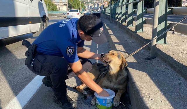 Korku dolu gözlerle bekleyen yaralı köpeği polis kurtardı