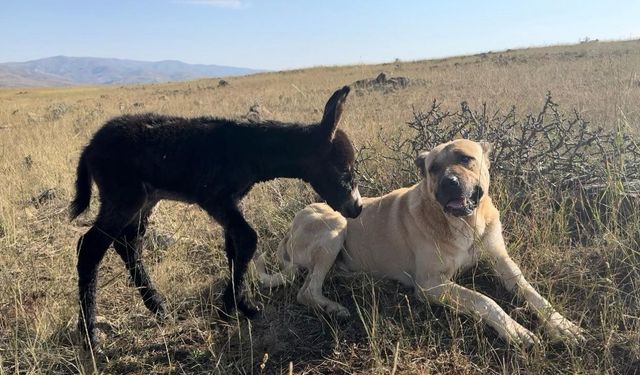 ’Kral’ bu kez sürünün eşeğine sahip çıktı