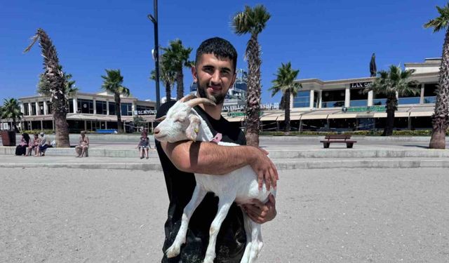 Kurban Bayramı’ndan bu yana baktığı keçiyi evcilleştirdi