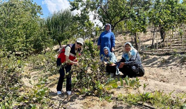 Kütahya’da ahududu üreticisi kadınlar Bursa Tarım İşletmesinde