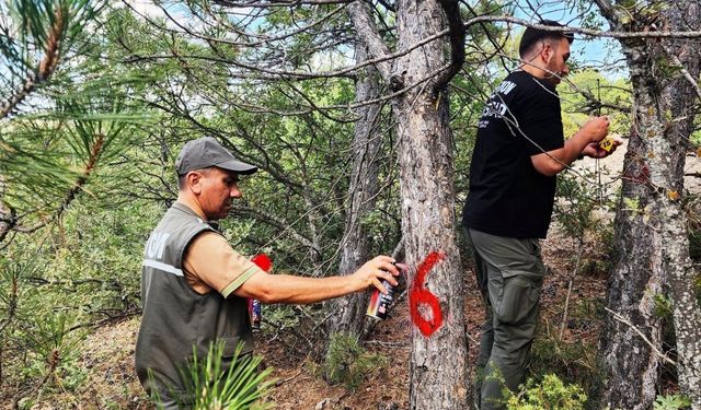 Kütahya’da hava kirliliği etkilerinin değerlendirilmesi için ormanlar gözlemleniyor