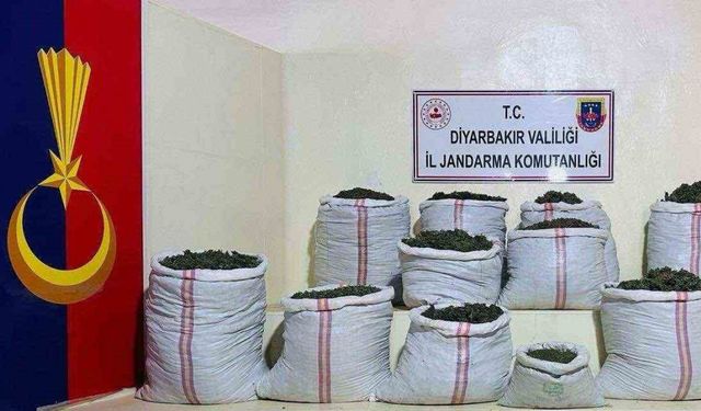 Lice’de 2 milyon 715 bin kök kenevir ve skunk bitkisi ele geçirildi