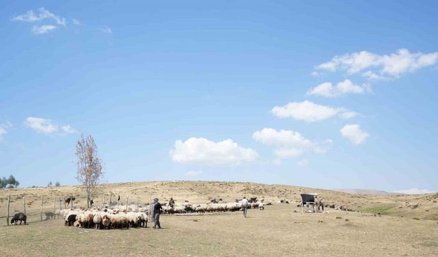 Muş’ta güneşten önce uyanan kadınların zorlu yayla mesaisi devam ediyor