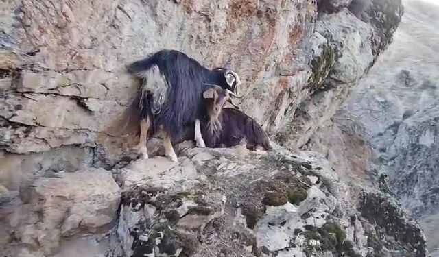 Muş’ta kayalıkta mahsur kalan keçiler, 4 gündür kurtarılmayı bekliyor