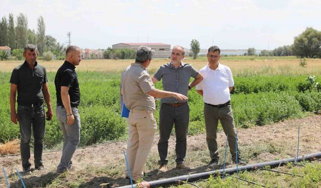 Niğde’de ‘İpek’ ismi verilen yeni yonca çeşidi geliştirildi