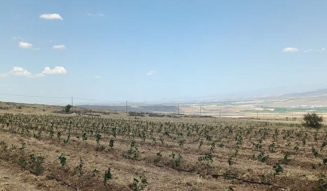 Niğde’de Tıbbi Aromatik Bitki Yetiştiriciliği Demonstrasyon Projesi hayata geçiyor