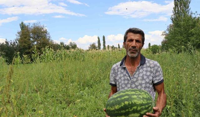 Oltu’da yerli üretim karpuz ilgi görüyor