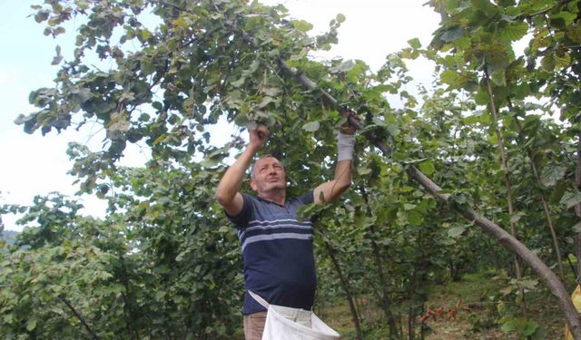 Ordu’da fındık hasadı başladı