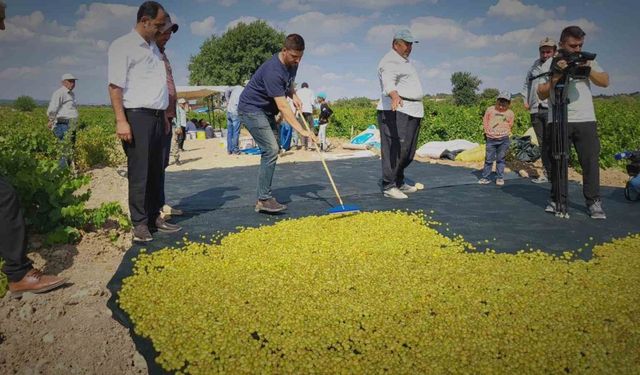 Peygamber üzümünün kurutulma yolculuğu başladı