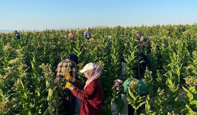 Samsat’ta tütün hasadı başladı