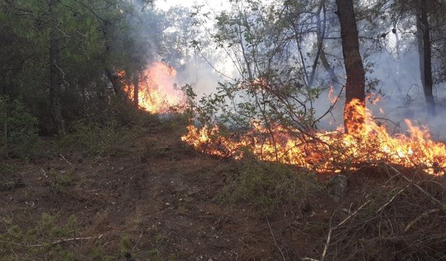 Samsun’da ormanlık alanda yangın: 50 dönüm alan zarar gördü