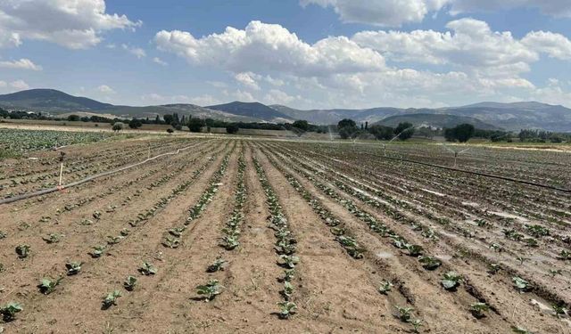 Sinanpaşa’da brokoli üretimi artıyor