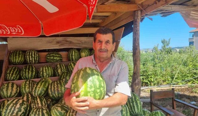 Sinoplu karpuz üreticisinin yüzü gülüyor