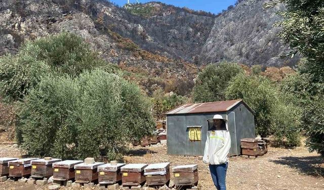 Söke’de arı konaklatma yerleri denetimleri sürüyor