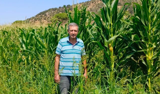 Söke’de yem bitkileri desteği için tarla kontrolleri yapıldı