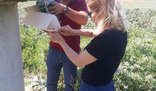 Söke’de zeytin sineği ve yeşil kurt kontrolleri yapıldı