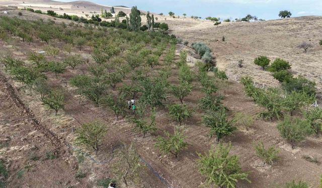 Söylenenlere kulak asmadı, 11 yılın ardından hasat etmeye başladı