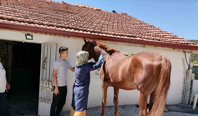 Tavşanlı’da atlarda sağlık taraması ve çip uygulaması