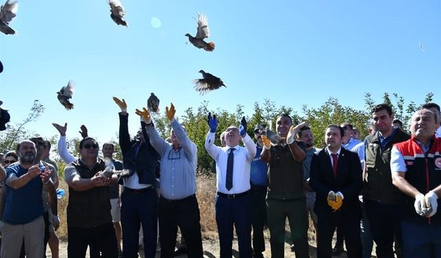 Tekirdağ’da 300 adet çil keklik doğaya salındı