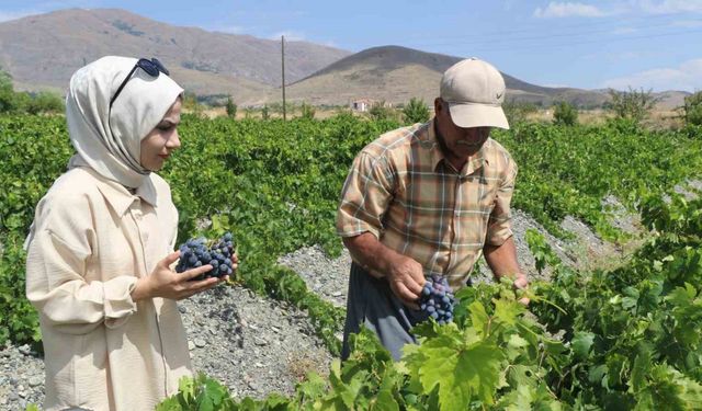 Tescilli Cimin üzümünde hasat zamanı