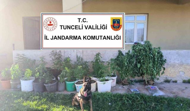 Tunceli’de uyuşturucu operasyonu: 2 tutuklama