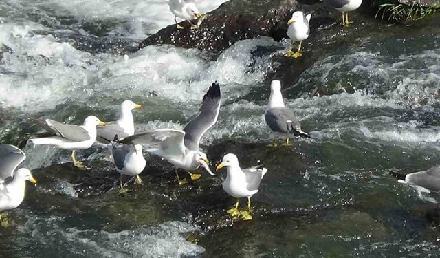 Van’da inci kefalinin göçü uzayınca martı ölümleri yaşanmadı