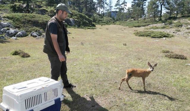 Vatandaşların yaralı halde bulduğu karaca yeniden doğaya salındı