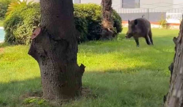 Villaya kaçak giren domuz havuza böyle düştü