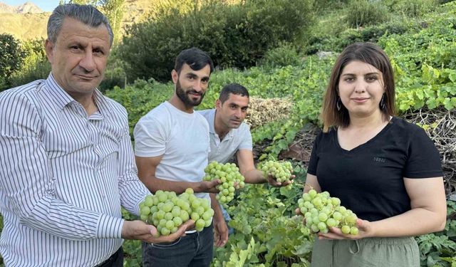 Yüksekova’nın yerli üzümünün bereketi yüz güldürüyor