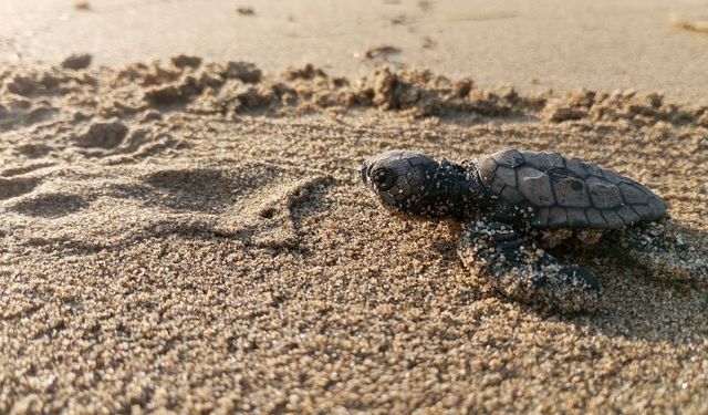 Yumurtalarından çıkan 260 yavru caretta özgürlüğe kulaç attılar