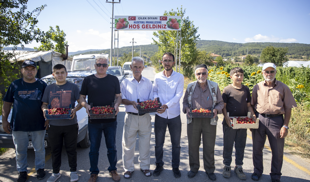 Tüketiciler 1000 rakımdaki tarlada elleriyle çilek topluyor