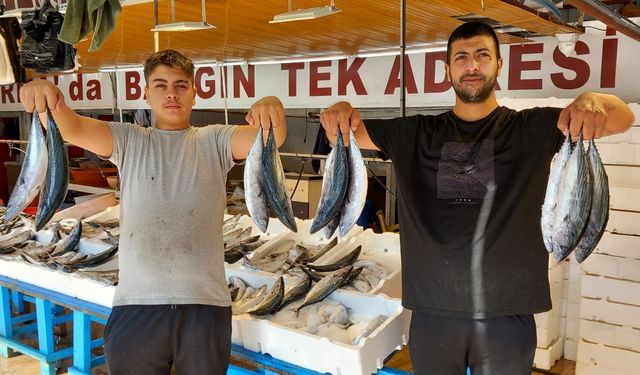 Bandırma'daki balık tezgahlarına 18 günde 58 bin 355 çift palamut geldi