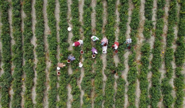 Bilecik'in tescilli "Çukurören biberi"nde kurutma mesaisi başladı