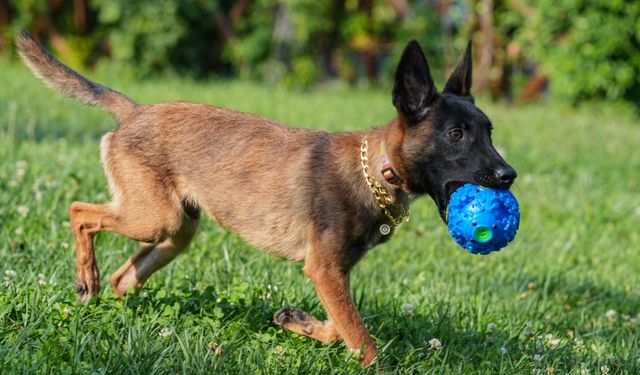 Cüce Belçika kurdu, arama kurtarma köpeği olarak eğitiliyor