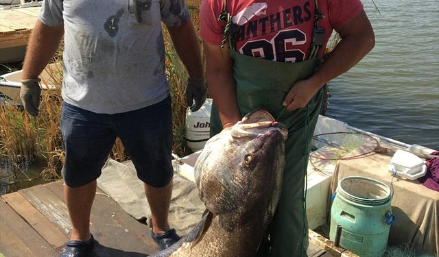 Meriç Nehri'nde balıkçılar 41 kilogramlık granyöz balığı yakaladı