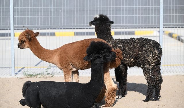 Pazarkule'den yurda çok sayıda cins hayvan sokmaya çalışan şüpheli tutuklandı