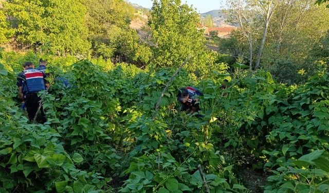 Bahçesinde kenevir yetiştiren zanlı tutuklandı