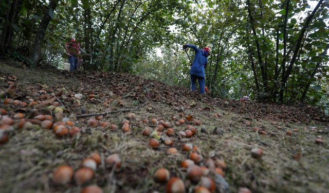 Sakarya'da fındık üreticisinin zorlu mesaisi sürüyor