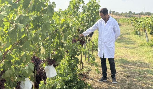 Tekirdağ'da yetiştirilen 50 yeni üzüm çeşidi tescil için gözlemlenecek