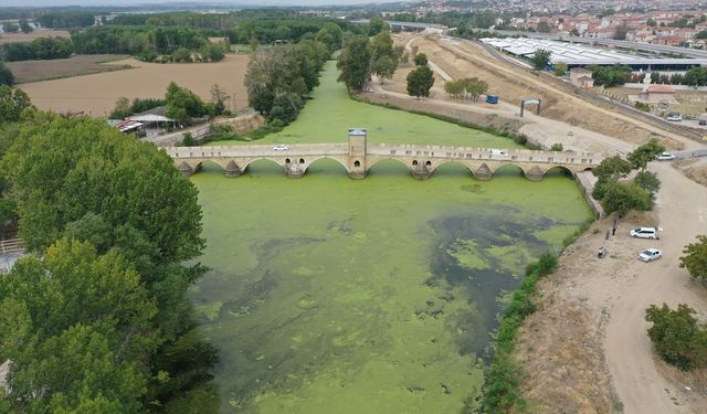 Tunca Nehri'ni "yeşile boyayan" yosun ve su mercimeklerinin yayılımı arttı