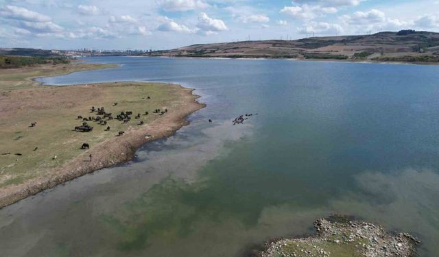 Afrika’yı aratmayan görüntüler İstanbul’da kaydedildi