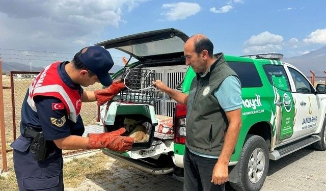 Ağrı’da bitkin düşen tilki, jandarmanın hassas müdahalesiyle kurtarıldı