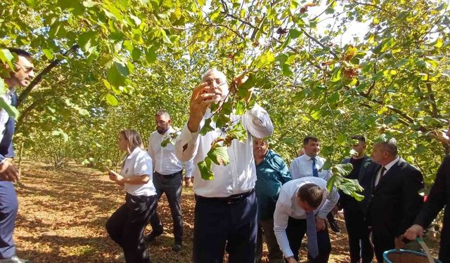 Bakan Işıkhan, işçilerle birlikte fındık topladı