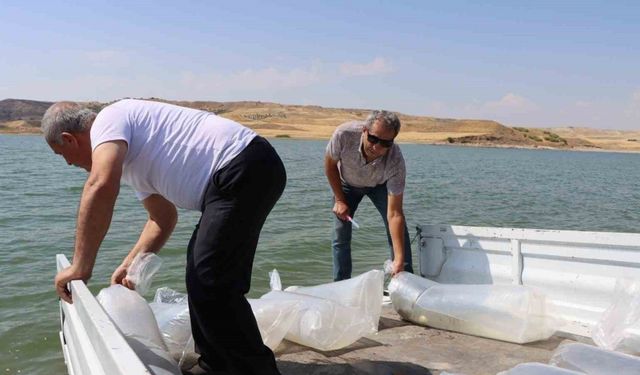 Baraj göletine 3 milyon 550 bin adet yavru balık bırakıldı